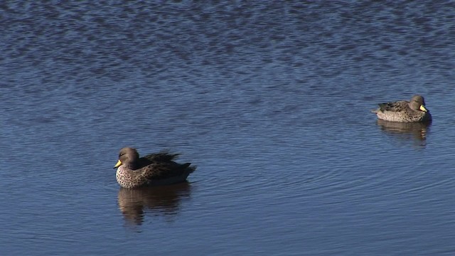 Yellow-billed Teal (flavirostris) - ML469018