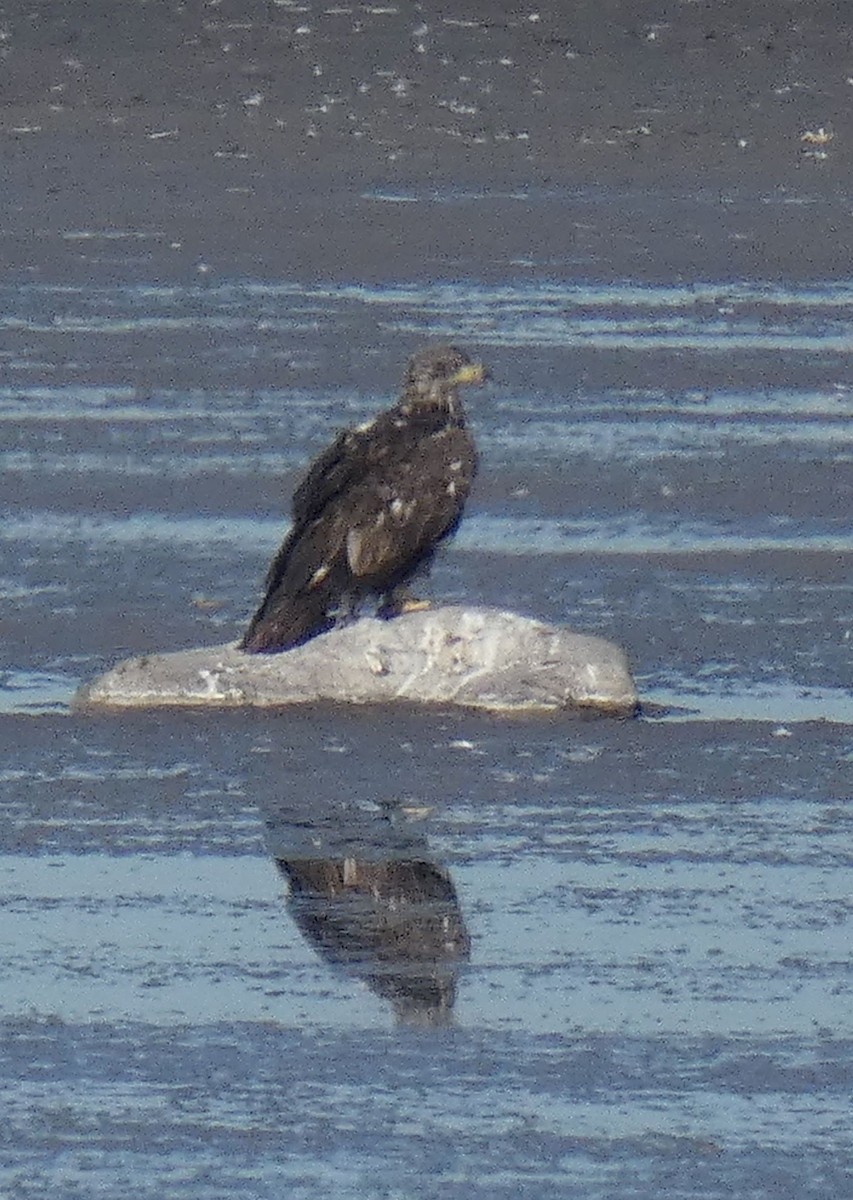 Bald Eagle - ML469018101