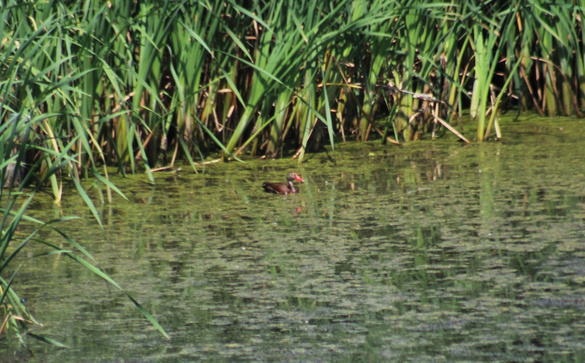 Black-bellied Whistling-Duck - Brian Shade