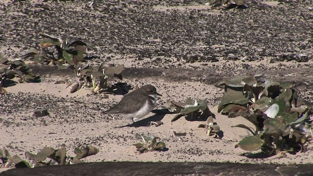 Two-banded Plover - ML469023