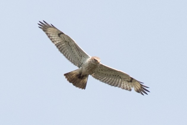 Ferruginous Hawk - ML46902551