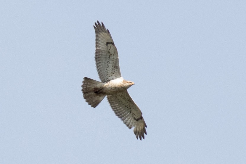 Ferruginous Hawk - ML46902561