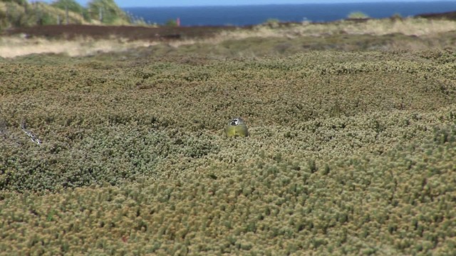 White-bridled Finch (Falkland) - ML469026