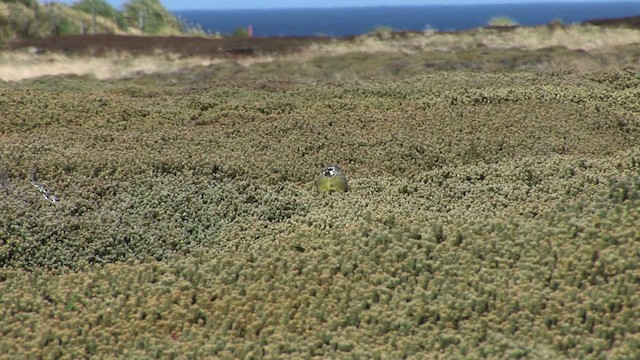 Yal Cejiblanco (Malvinas) - ML469026