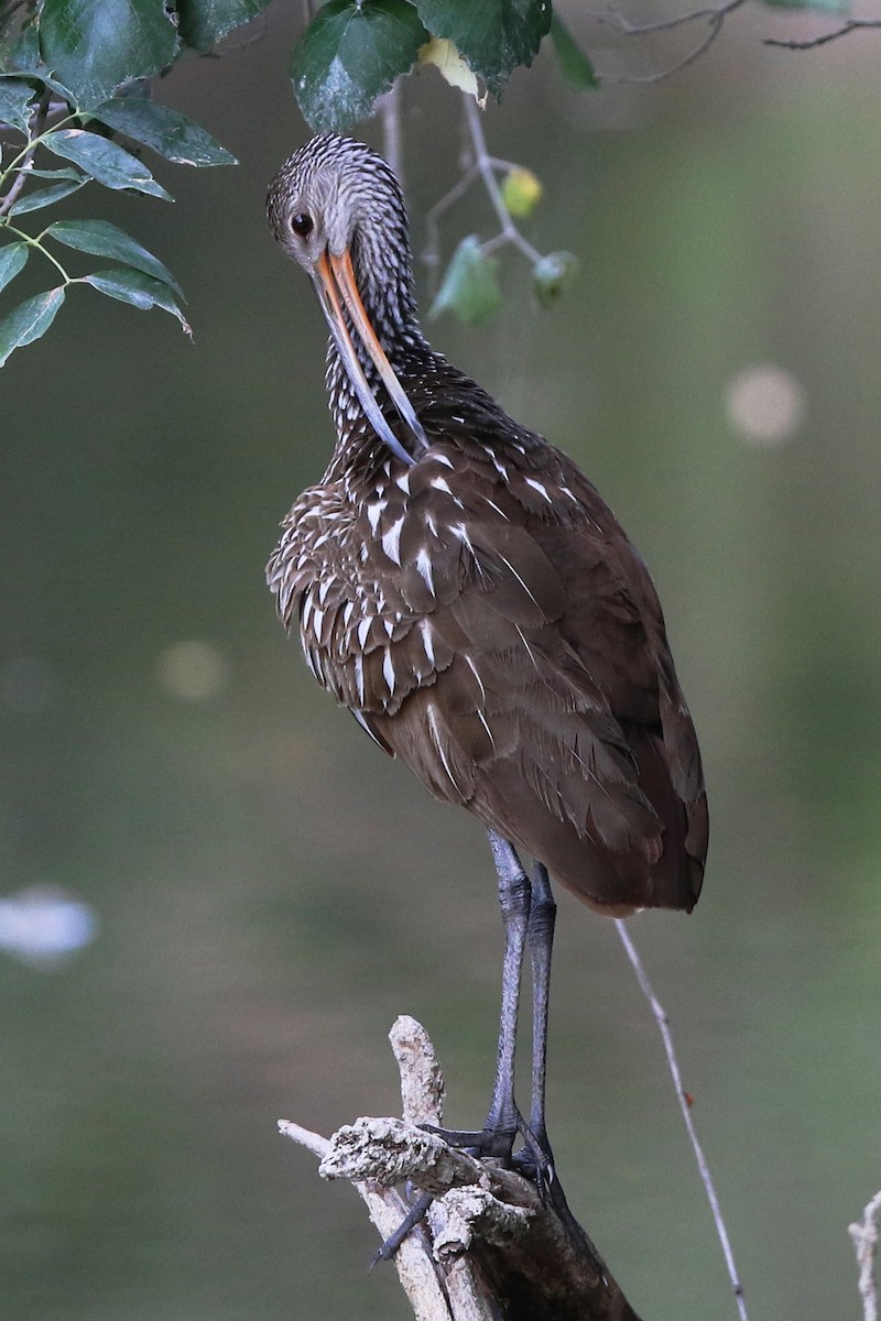 Limpkin - Don Brode