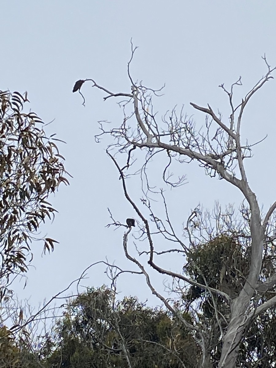 Turkey Vulture - ML469026561