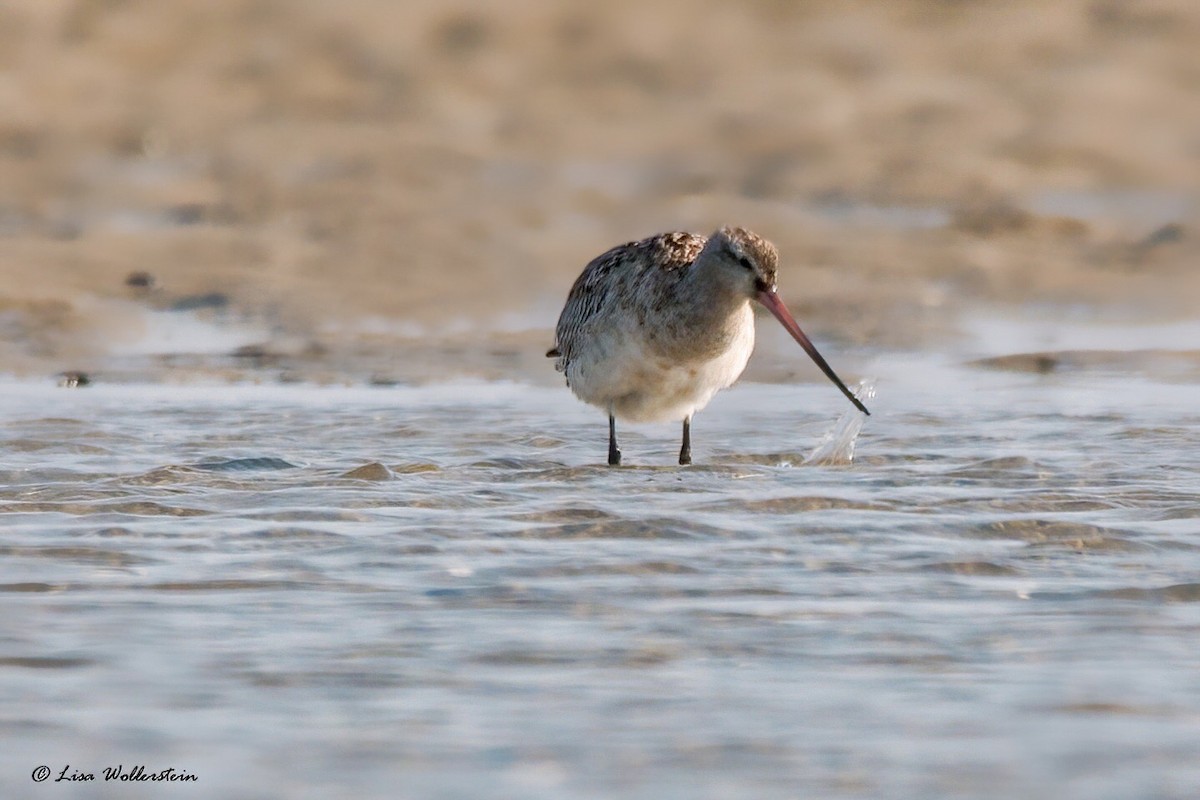 Bar-tailed Godwit - Lisa Wollerstein