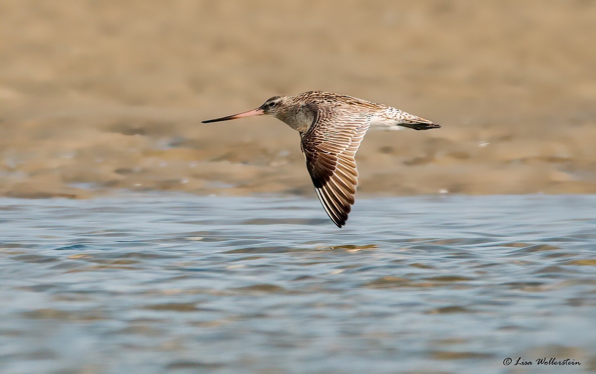 Bar-tailed Godwit - Lisa Wollerstein