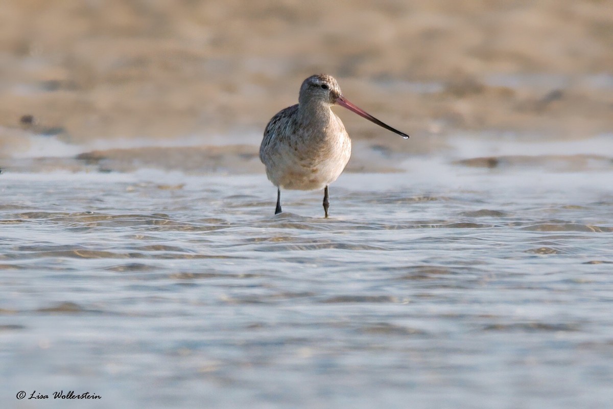 Bar-tailed Godwit - Lisa Wollerstein