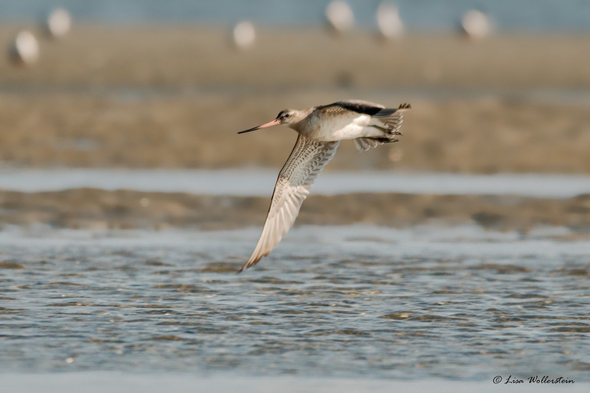 Bar-tailed Godwit - Lisa Wollerstein