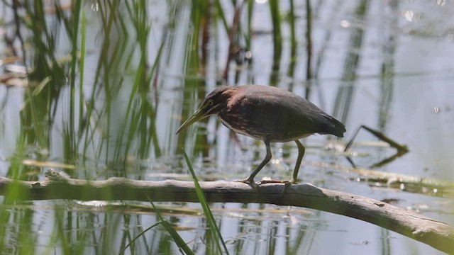 Green Heron - ML469027851
