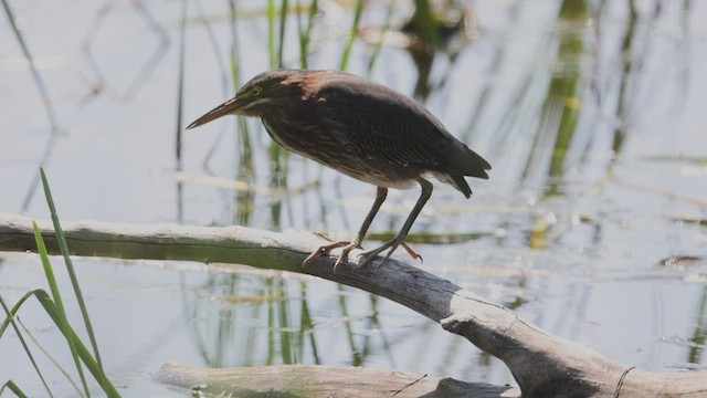 Green Heron - ML469027941
