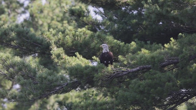Bald Eagle - ML469027991
