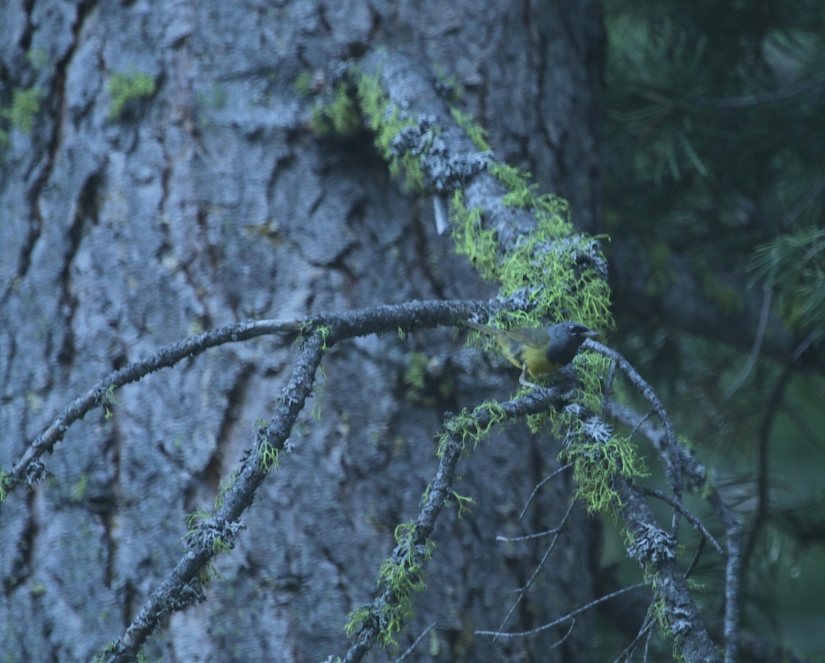 MacGillivray's Warbler - ML469029011