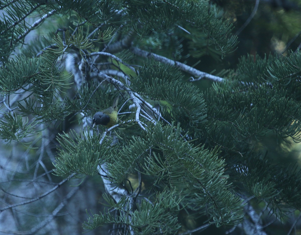 MacGillivray's Warbler - Bill Hubick