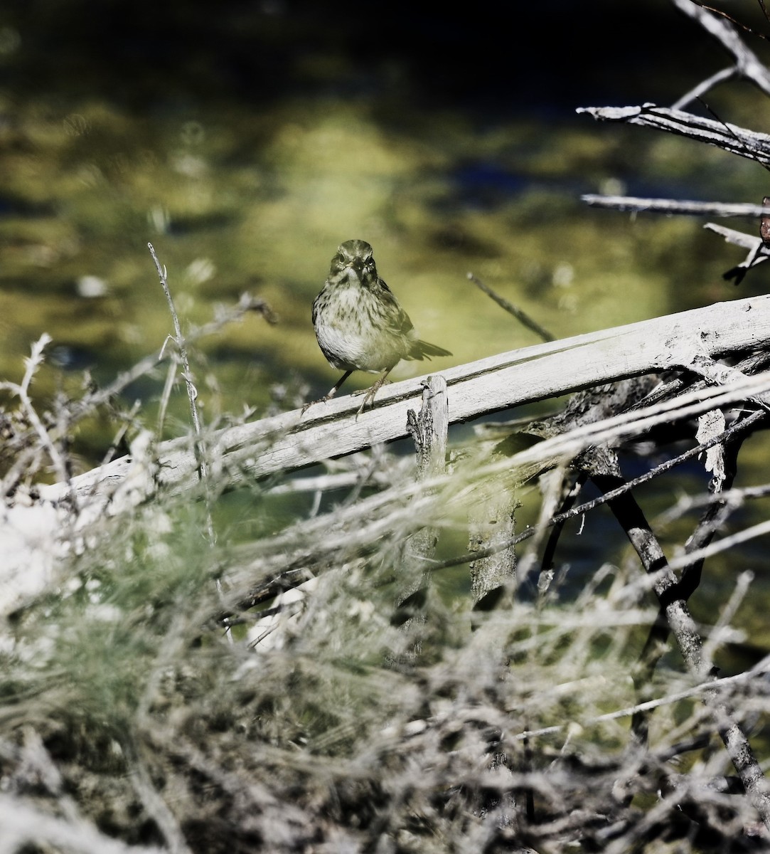 Sagebrush Sparrow - ML469031241