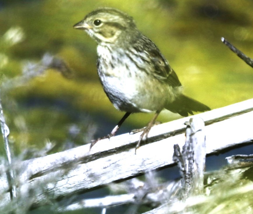 Sagebrush Sparrow - ML469031421