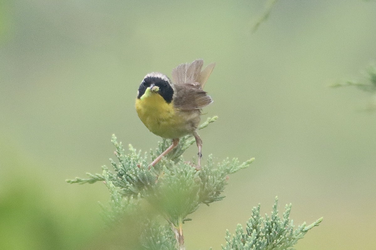 Weidengelbkehlchen - ML469031431