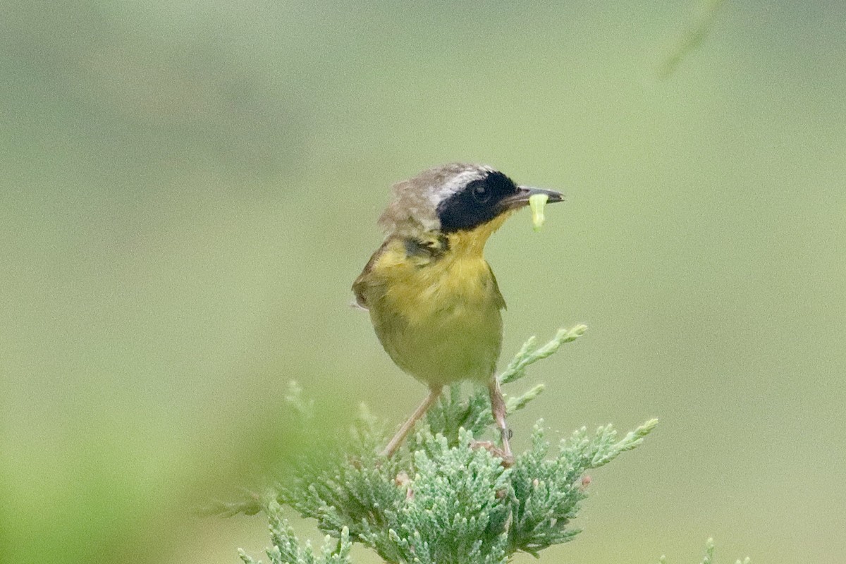 Weidengelbkehlchen - ML469031461