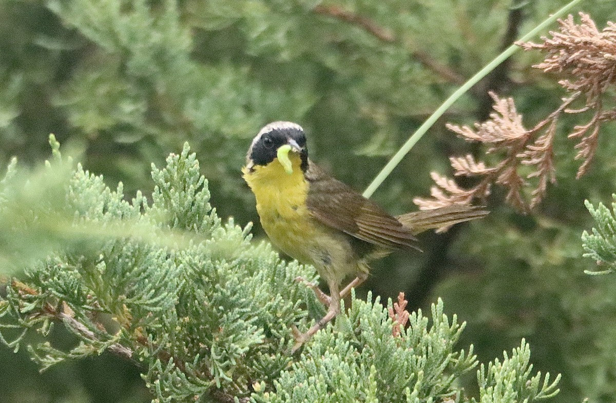 Common Yellowthroat - ML469031471