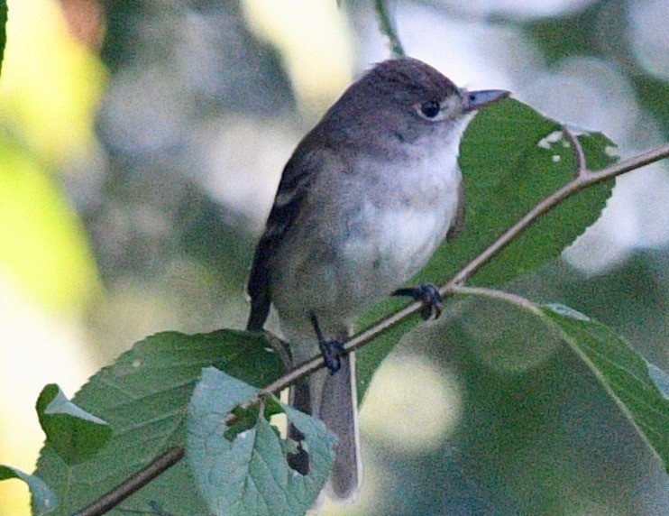 Alder/Willow Flycatcher (Traill's Flycatcher) - ML469034071