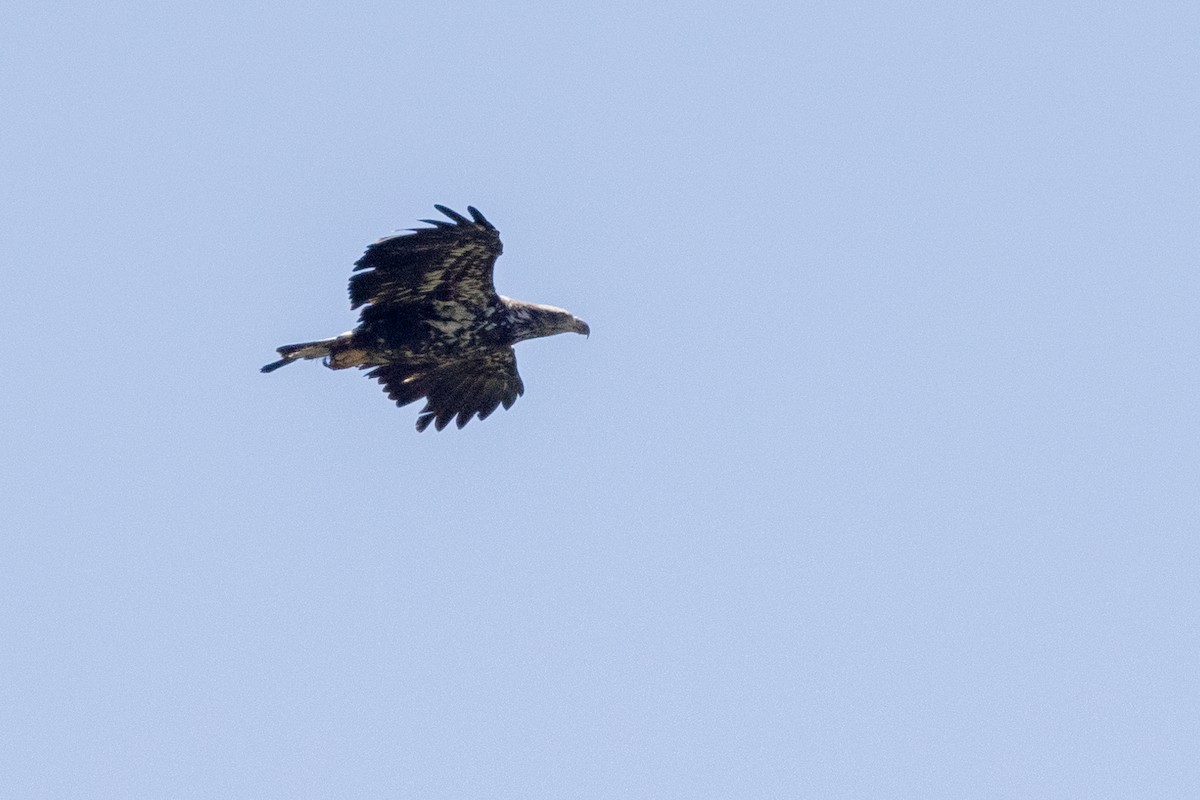 Bald Eagle - Greg Bodker