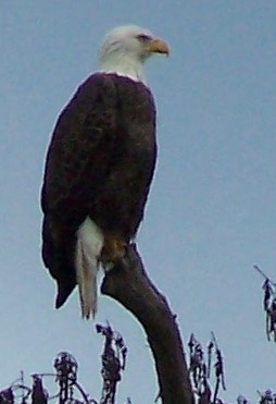 Орлан білоголовий - ML46903551