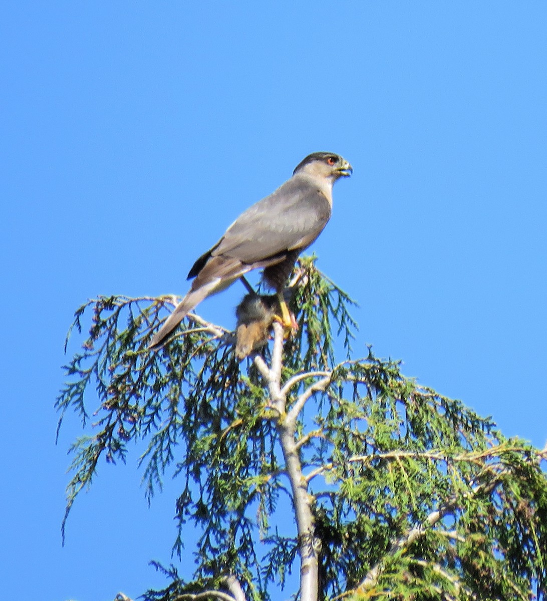 Cooper's Hawk - ML469035971
