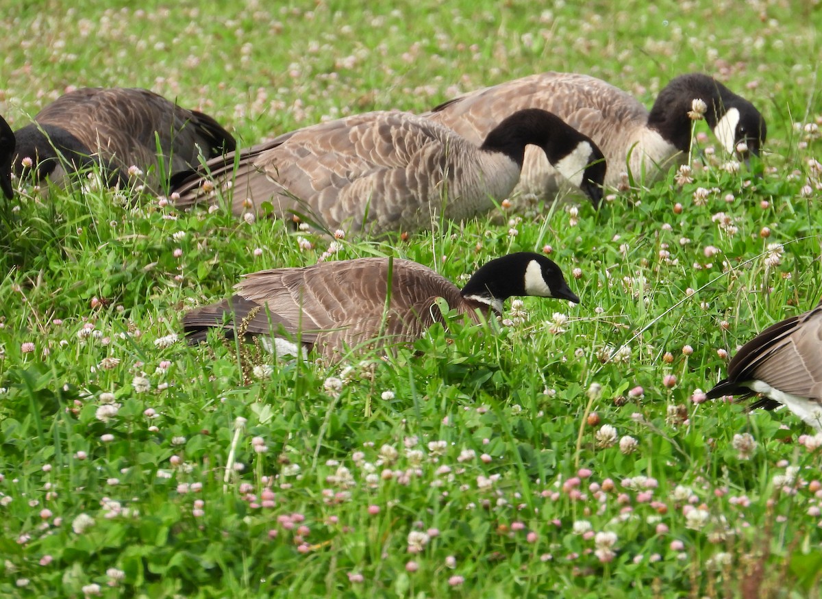 Zwergkanadagans (leucopareia) - ML469036761