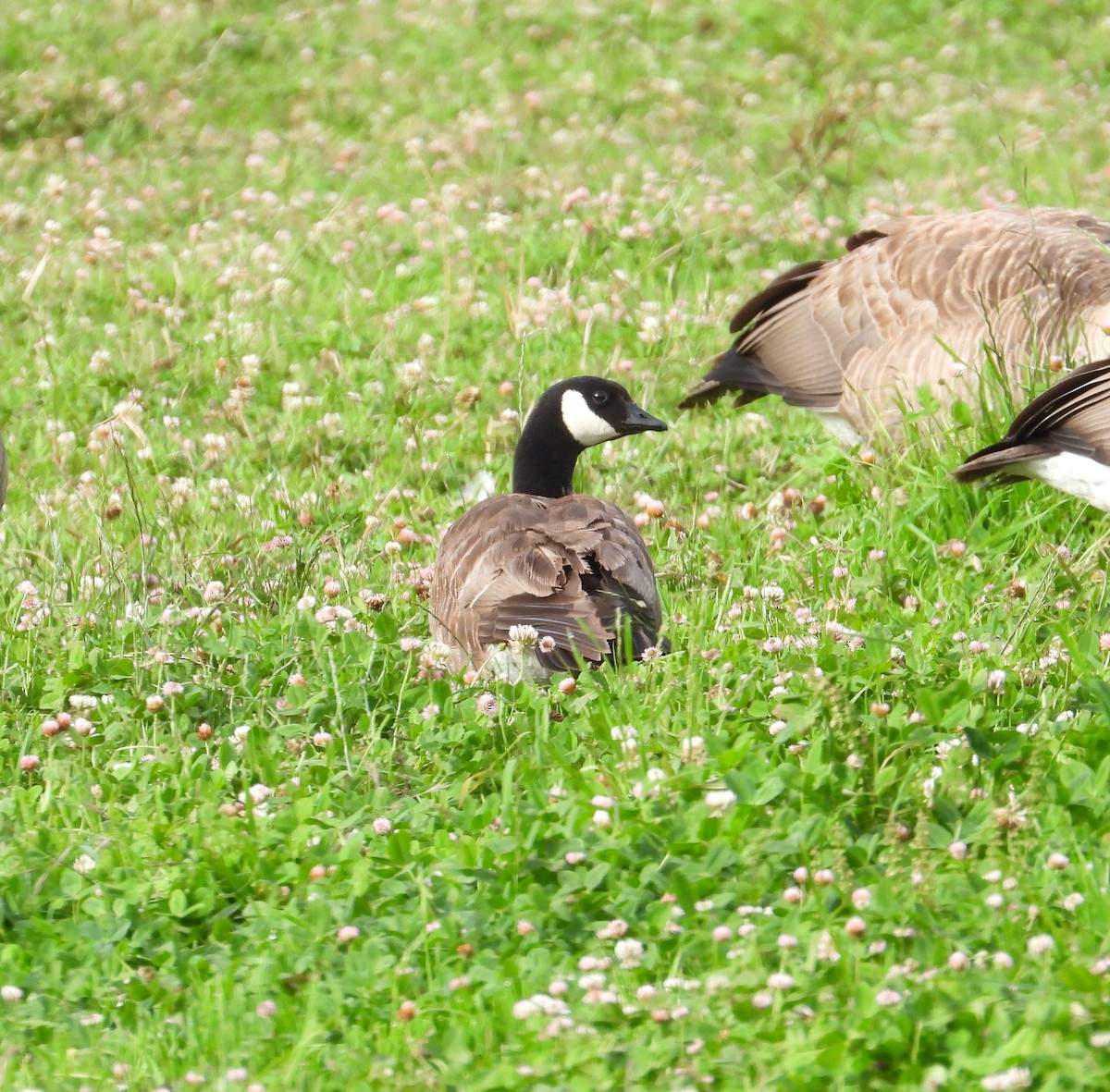 Zwergkanadagans (leucopareia) - ML469036771