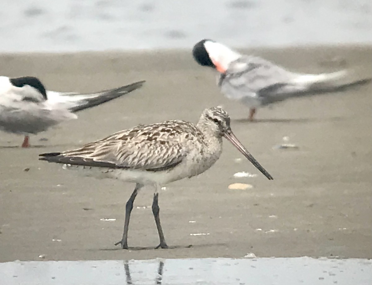 Bar-tailed Godwit (Siberian) - Shai Mitra