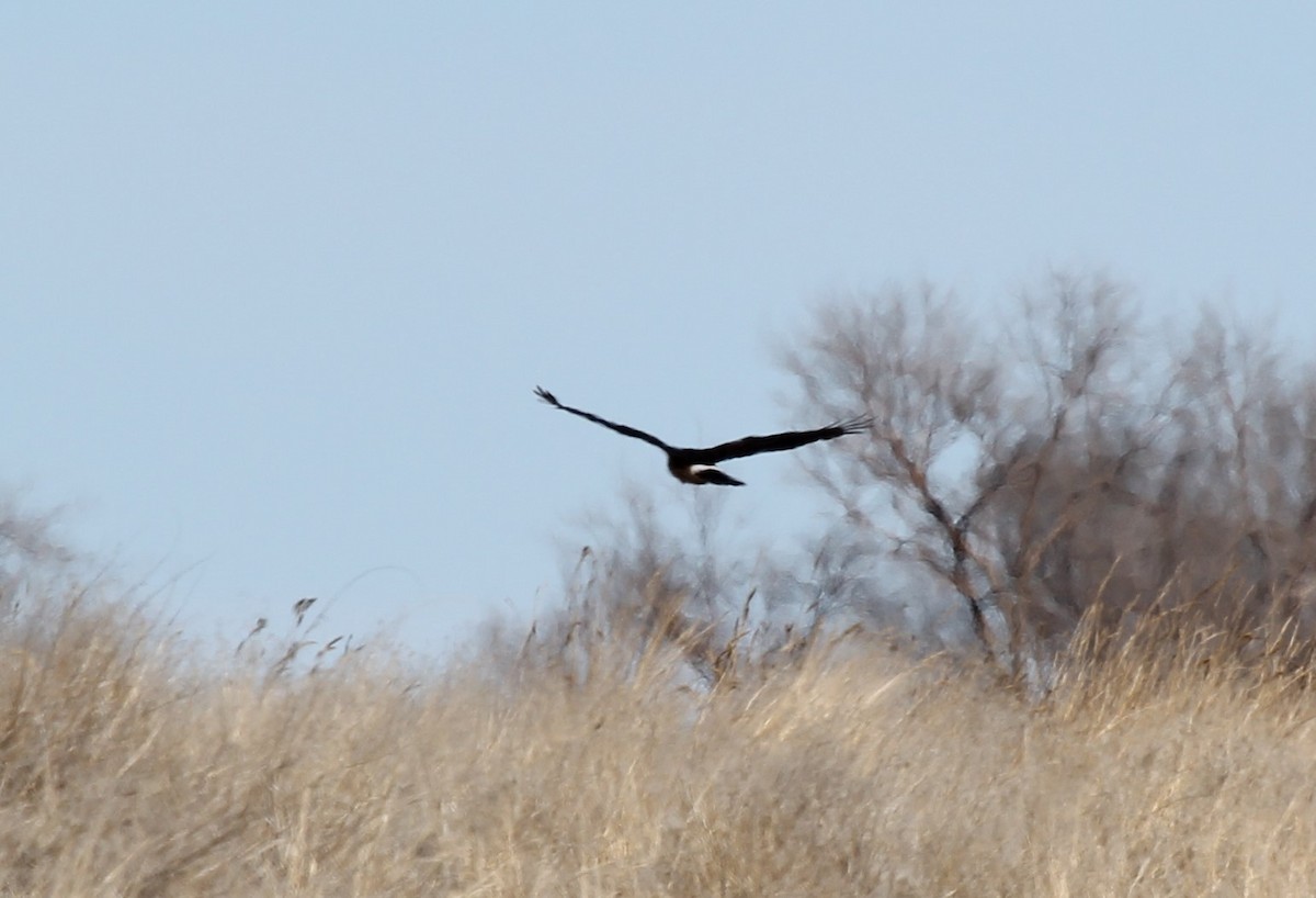Northern Harrier - ML46903921
