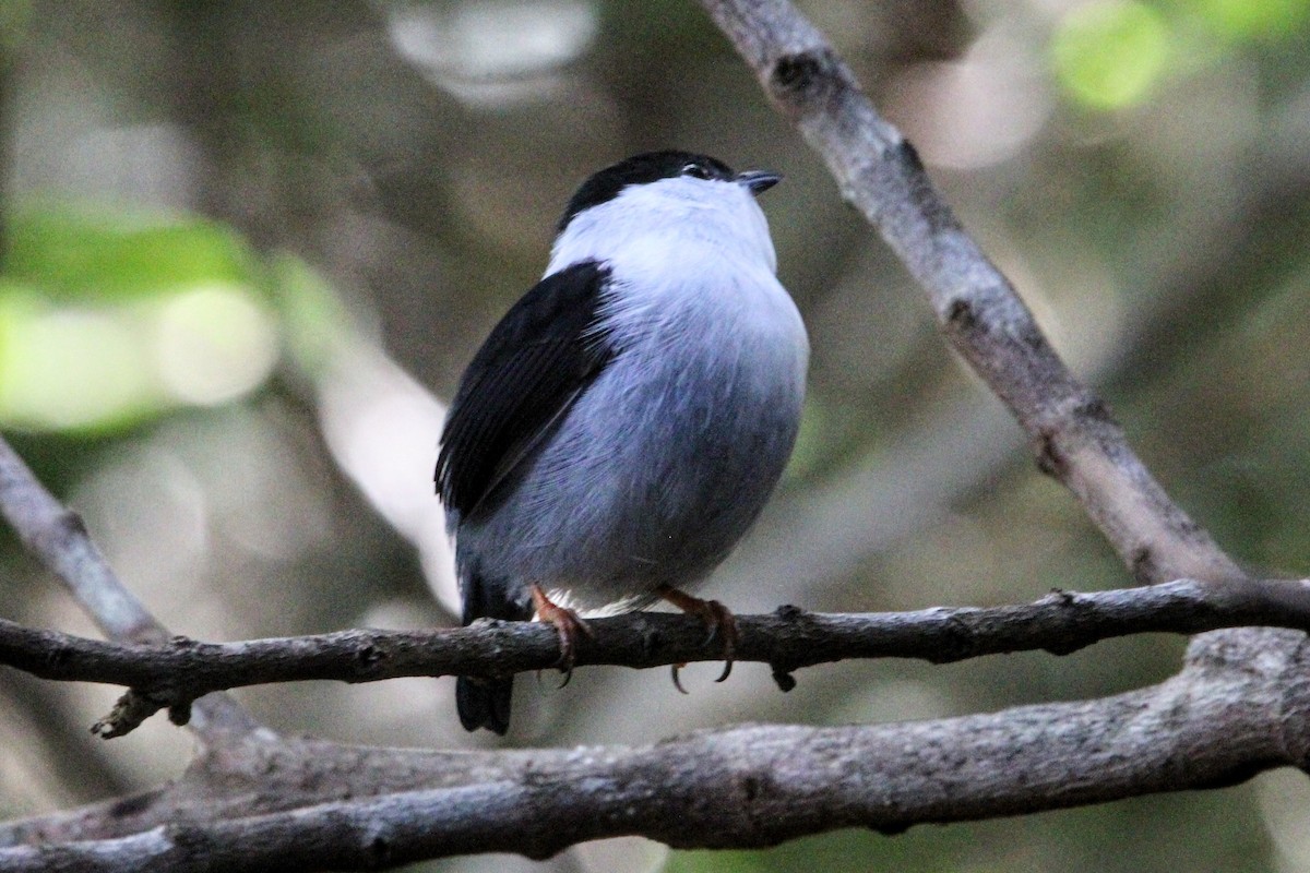 White-bearded Manakin - ML469039601