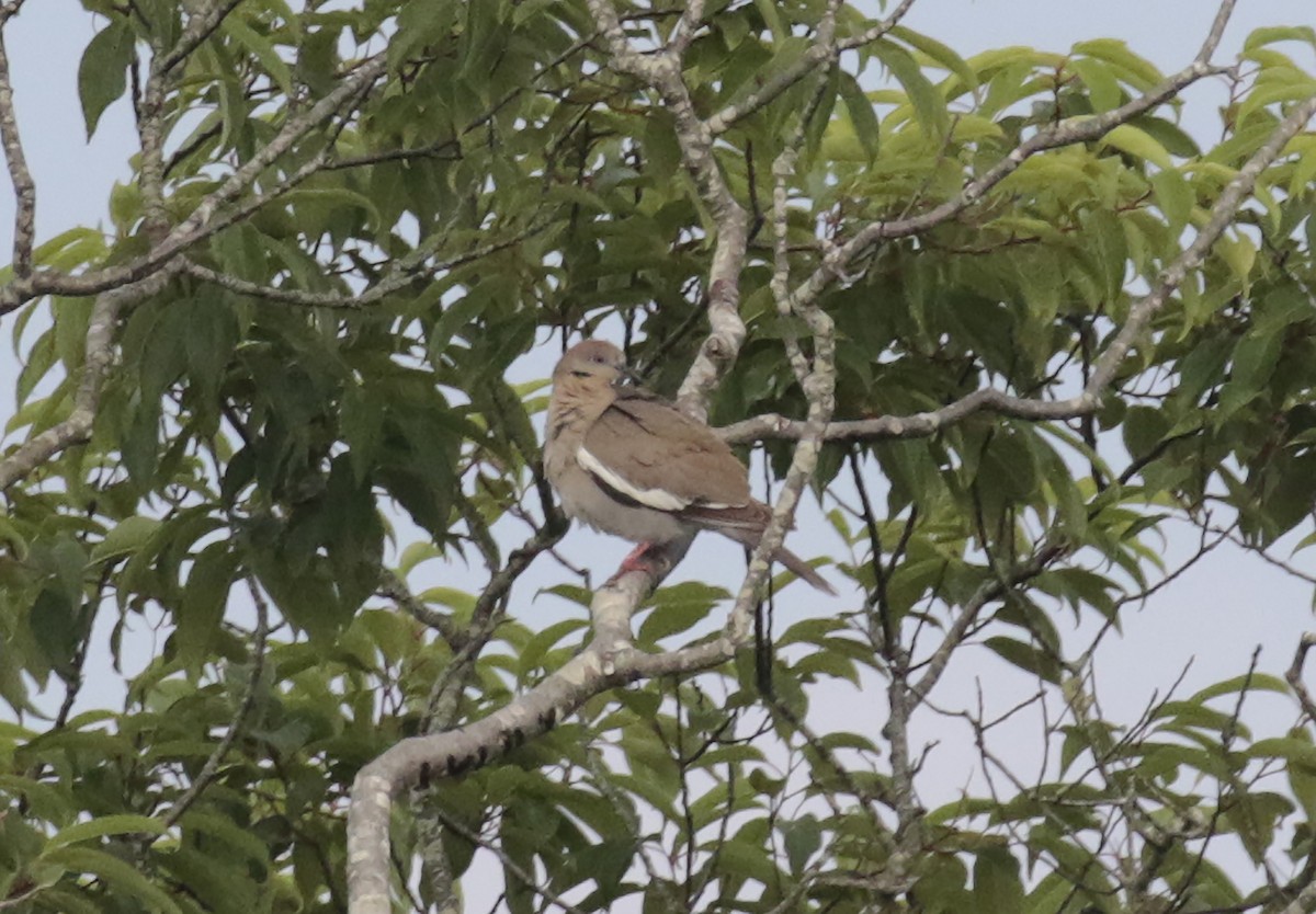 White-winged Dove - ML469040161