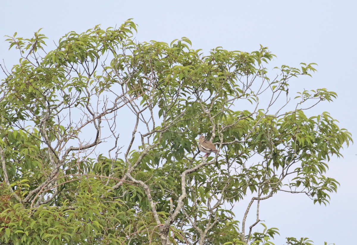 White-winged Dove - ML469040171