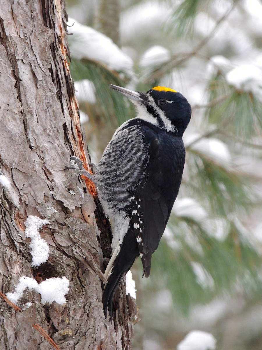 Black-backed Woodpecker - Luke Berg