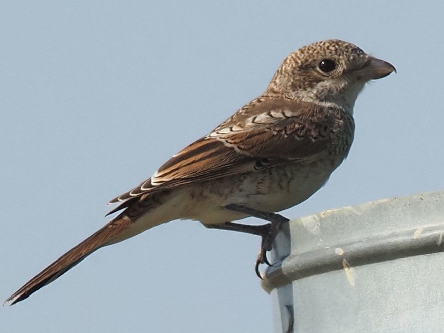 Woodchat Shrike - ML469040241