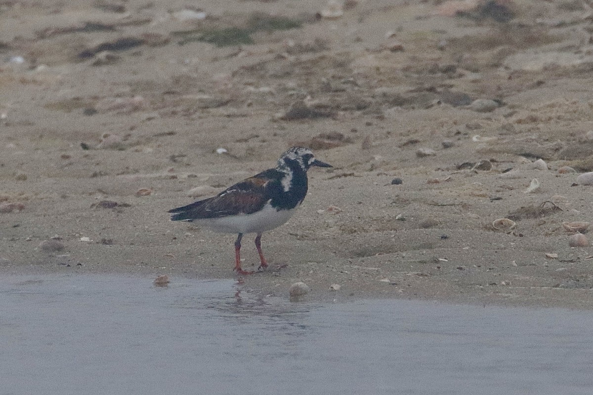 Ruddy Turnstone - ML469040511