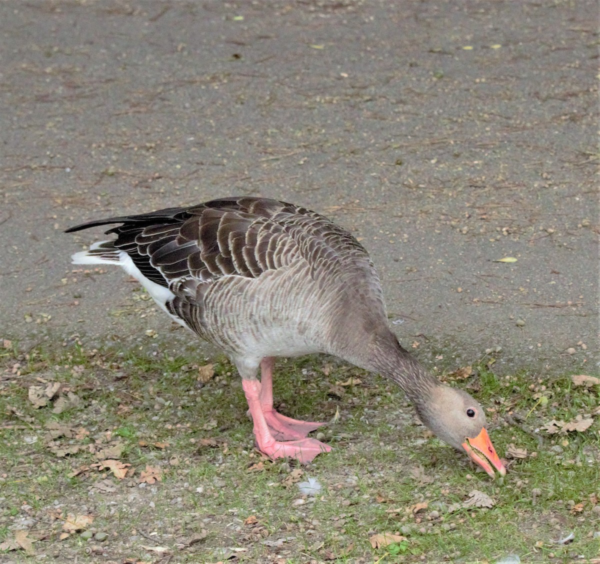 Graylag Goose - ML469041791