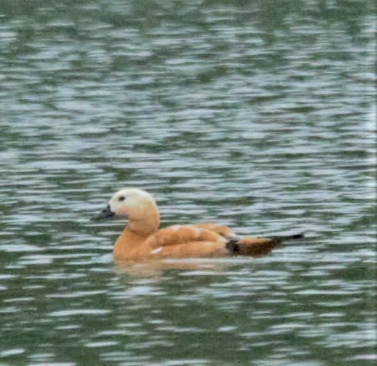 Ruddy Shelduck - ML469041811