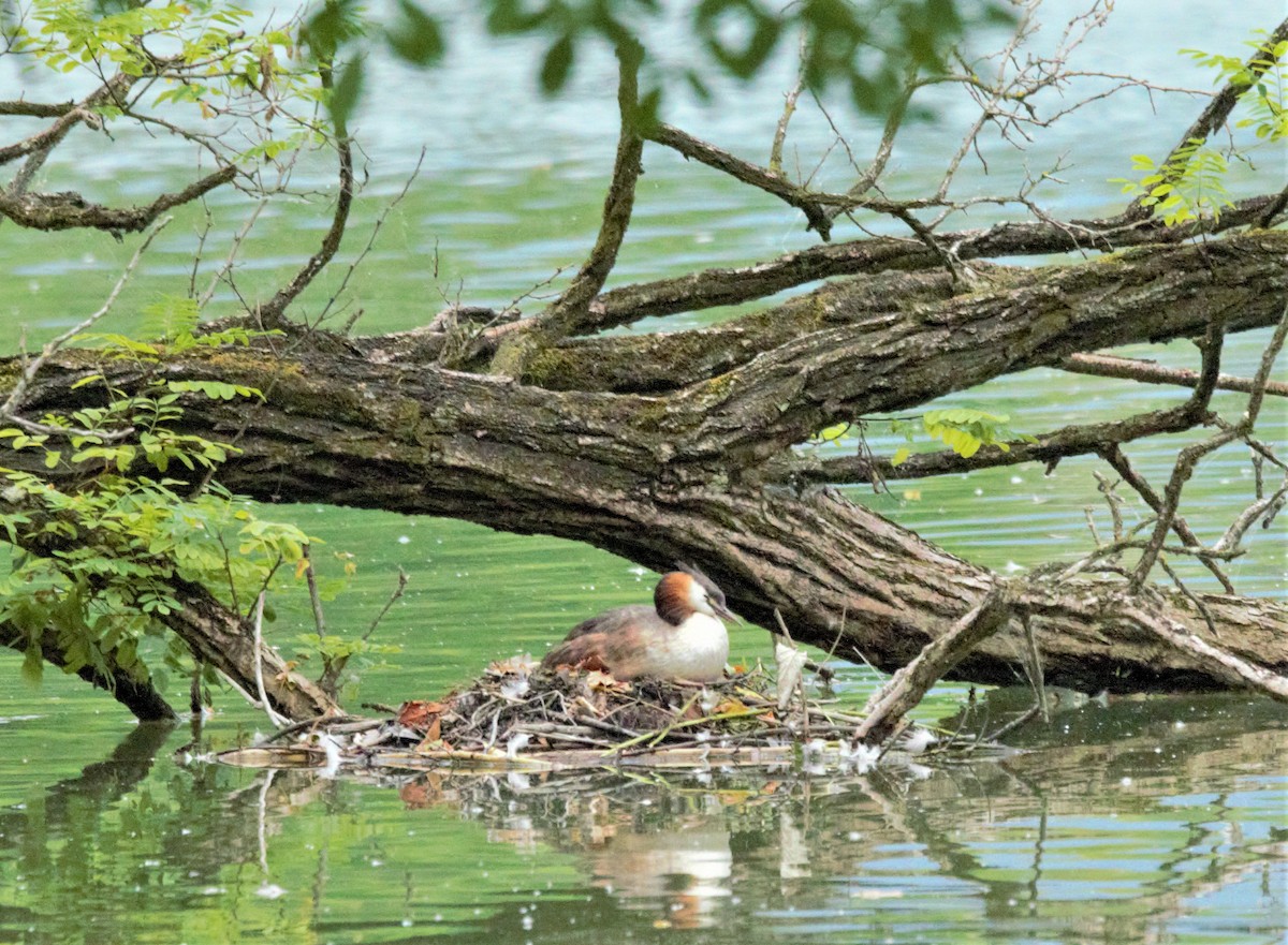 Great Crested Grebe - ML469042351