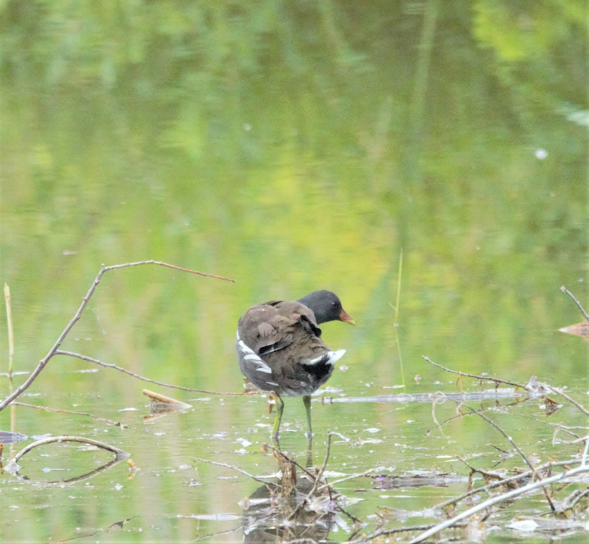 Eurasian Moorhen - ML469042411