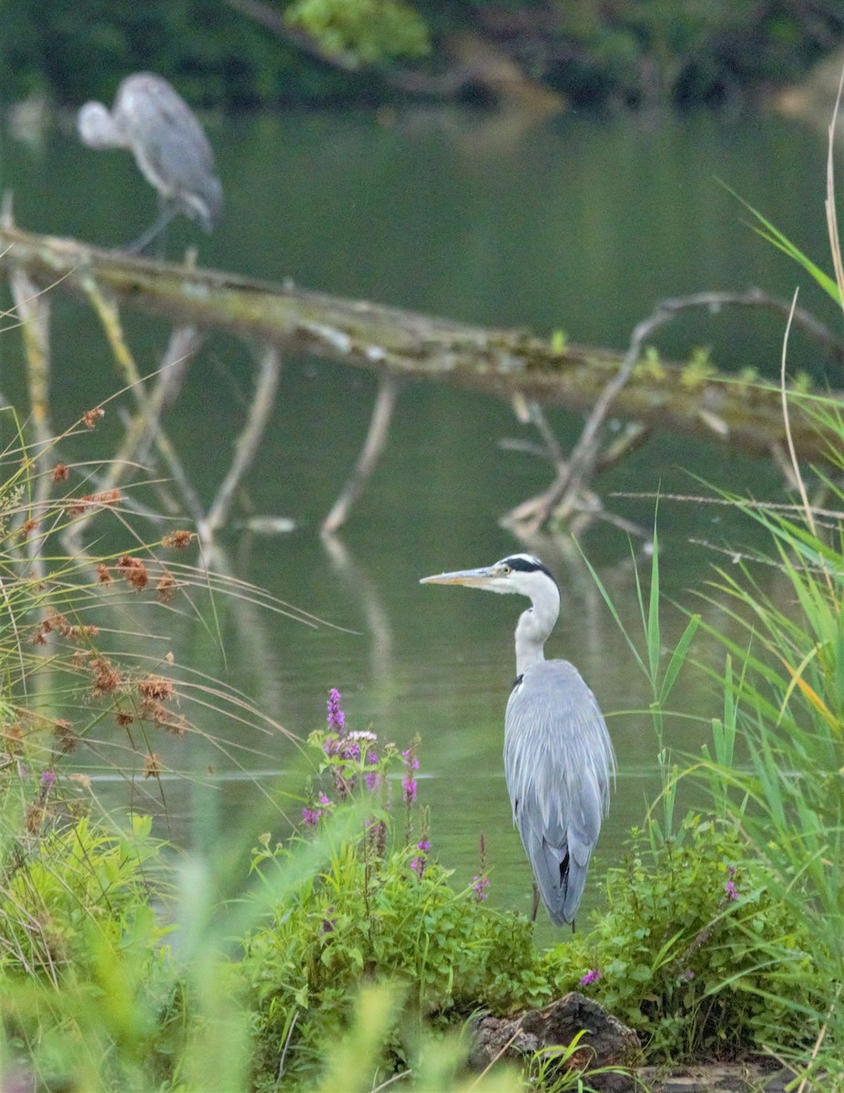 Gray Heron - ML469042441