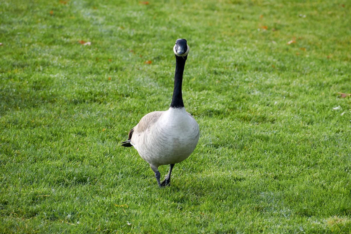 Canada Goose - ML469043621