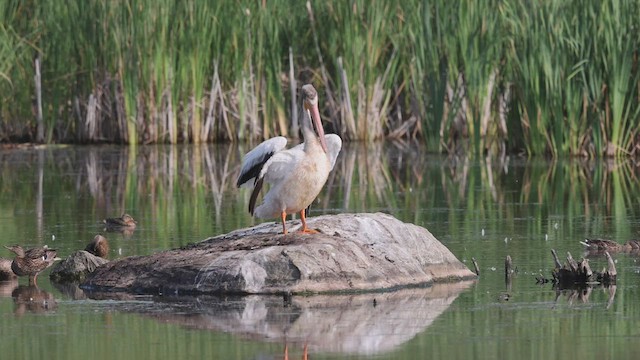 Pelícano Norteamericano - ML469043741