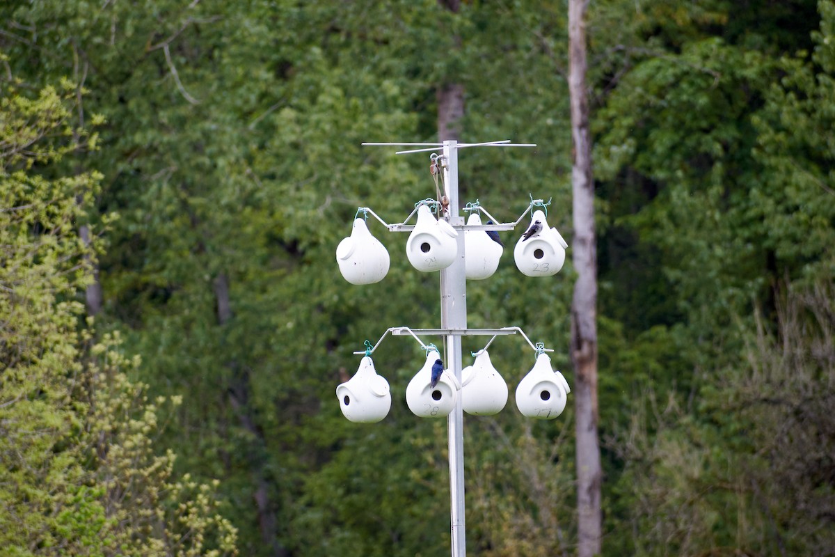 Purple Martin - ML469043971