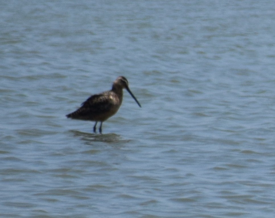 Short-billed Dowitcher - Jenna Atma