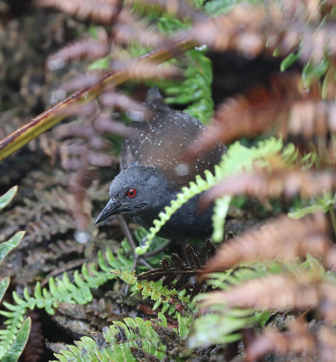 Galapagos Rail - Laurel Barnhill