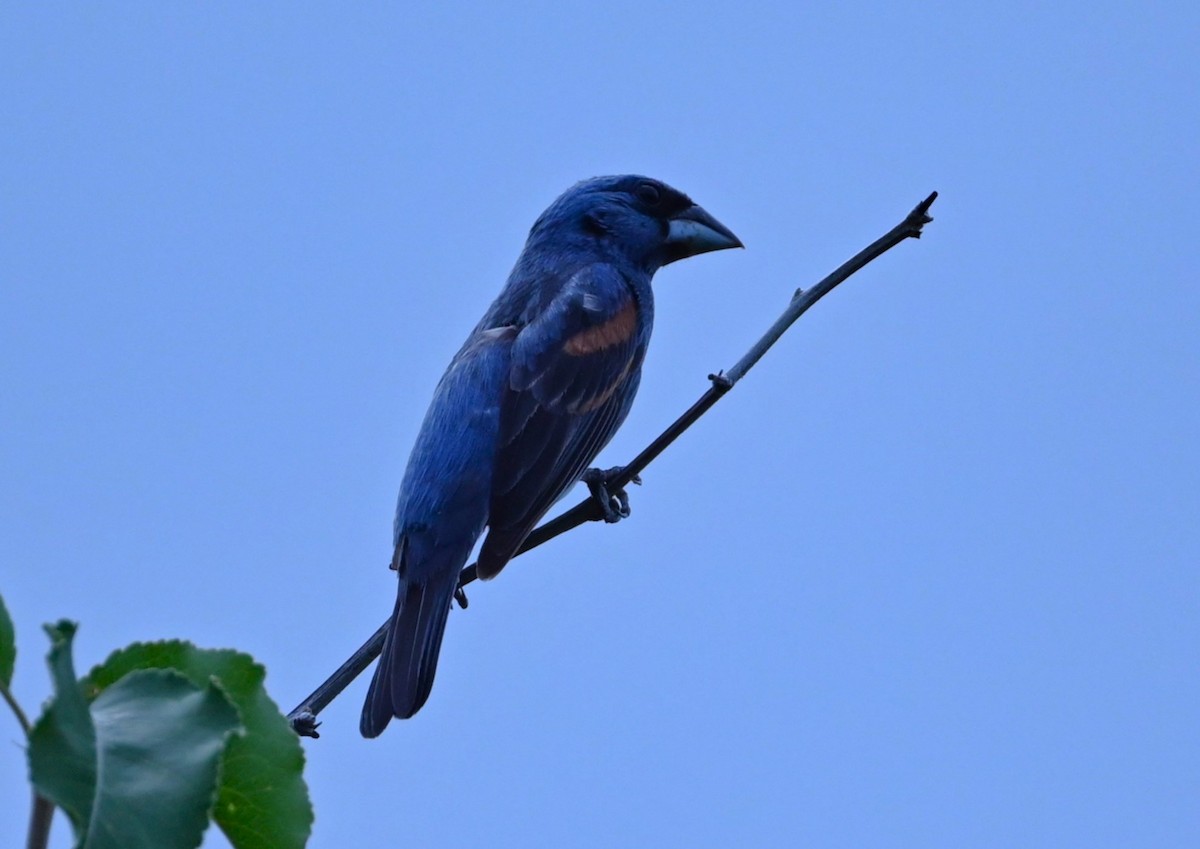 Blue Grosbeak - ML469046461