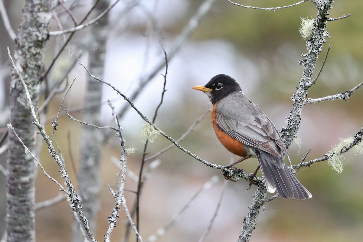 American Robin - ML469049051